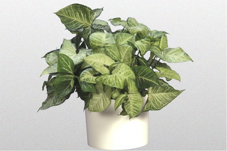 Arrowhead Plant